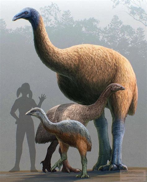 Moa .